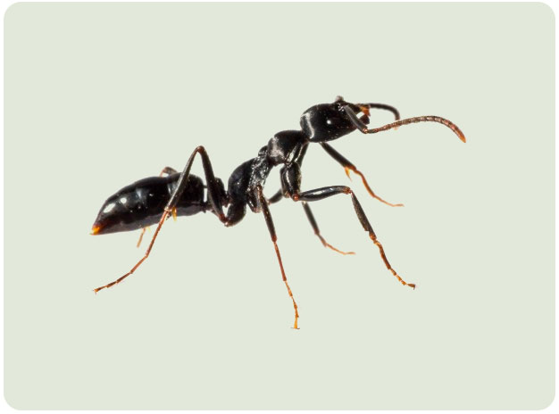 黒アリ