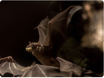 コウモリ
