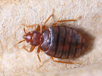 トコジラミ(南京虫)